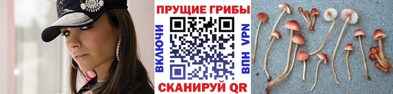 Галлюциногенные грибы MAGIC MUSHROOMS  Купить  Белоусово 